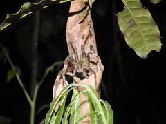 Cupiennius coccineus