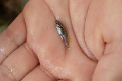 Pseudoxiphophorus bimaculatus