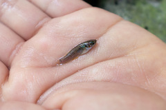 Pseudoxiphophorus bimaculatus