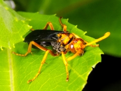 Hemipepsis tamisieri