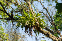 Niphidium crassifolium
