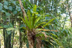 Niphidium crassifolium