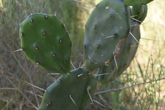 Opuntia rioplatense