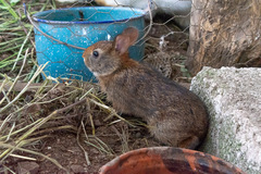 Sylvilagus gabbi