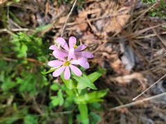 Sabatia capitata