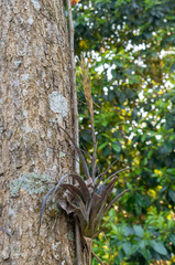 Tillandsia variabilis