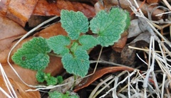 Lamium