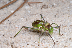 Neocallicrania barrosi