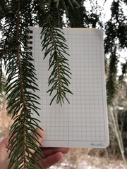 Picea abies