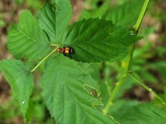 Enoclerus ichneumoneus