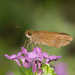 Ocola Skipper - Photo (c) Greg Lasley, some rights reserved (CC BY-NC), uploaded by Greg Lasley