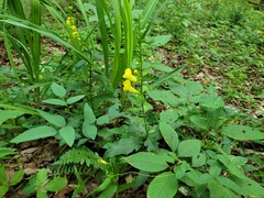 Aureolaria virginica