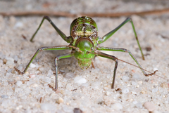 Neocallicrania barrosi