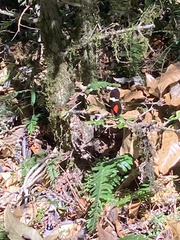 Heliconius clysonymus