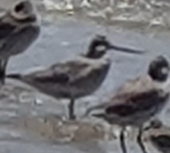 Limosa