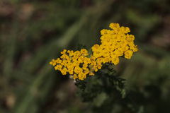 Achillea arabica