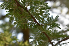 Vachellia astringens