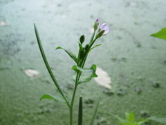 Epilobium tetragonum