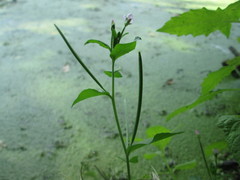 Epilobium tetragonum