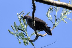 Patagioenas subvinacea