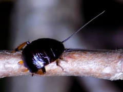 Pseudoderopeltis