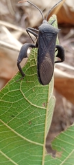 Anoplocnemis curvipes