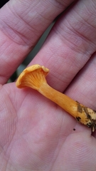 Hygrophoropsis aurantiaca image