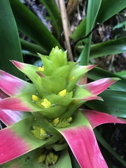 Guzmania