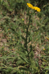 Achillea arabica