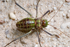 Neocallicrania barrosi