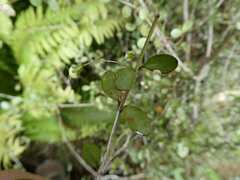 Neomyrtus pedunculata