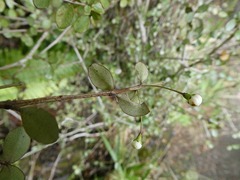 Neomyrtus pedunculata