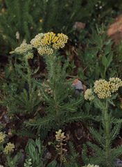 Achillea arabica