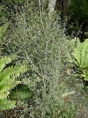 Neomyrtus pedunculata