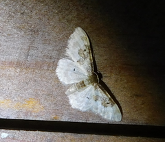 Idaea rusticata
