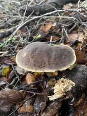 Xerocomellus zelleri