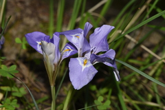 Iris unguicularis