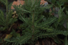 Achillea arabica