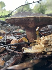 Xerocomellus zelleri