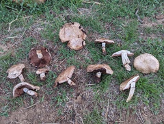Agaricus