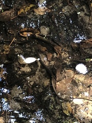 Lycodonomorphus rufulus