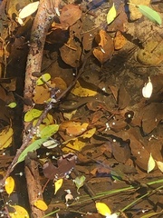 Lycodonomorphus rufulus