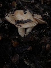 Lactarius xanthogalactus