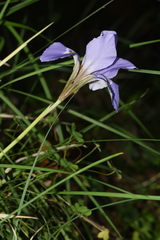 Iris unguicularis