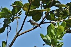Myiarchus swainsoni