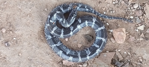 Semi-annulated Wolf Snake