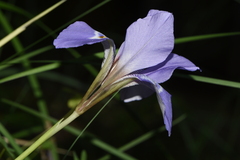 Iris unguicularis