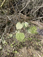 Abutilon abutiloides
