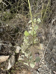 Abutilon abutiloides