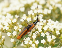 Stenoderus suturalis